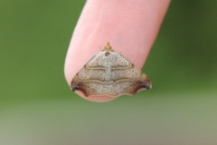 Sigdfly (Laspeyria flexula)