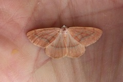 Barred Red (Hylaea fasciaria)