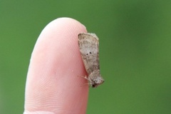Common Lutestring (Ochropacha duplaris)