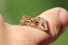 Fiolettbrunt metallfly (Autographa pulchrina)