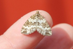 Broken-barred Carpet (Electrophaes corylata)