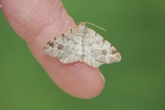 Dusky Peacock (Macaria signaria)