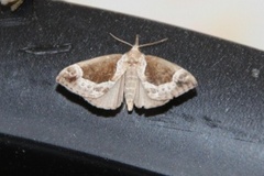 Beautiful Snout (Hypena crassalis)