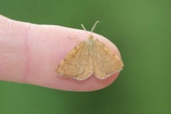 Brun buemåler (Macaria brunneata)