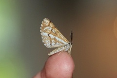 Bordered White (Bupalus piniaria)