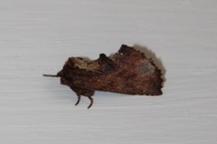 Coxcomb Prominent (Ptilodon capucina)