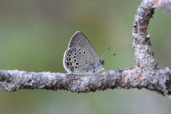 Myrblåvinge (Plebejus optilete)