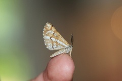 Bordered White (Bupalus piniaria)