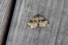 Barred Carpet (Martania taeniata)