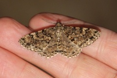 Satin Beauty (Deileptenia ribeata)