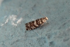 Stripet grankveldvikler (Epinotia tedella)