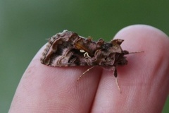 Beautiful Golden Y (Autographa pulchrina)
