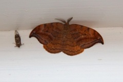 Dusky Hook-tip (Drepana curvatula)