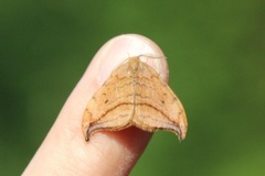 Dusky Hook-tip (Drepana curvatula)