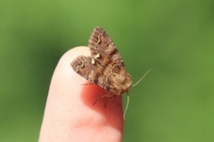 Broom Moth (Ceramica pisi)