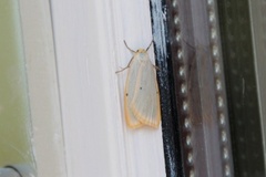 Four-dotted Footman (Cybosia mesomella)