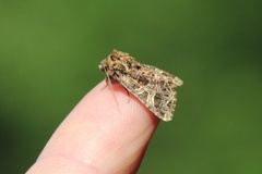 Fiolett nellikfly (Sideridis rivularis)