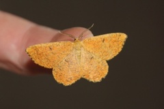 Orange Moth (Angerona prunaria)