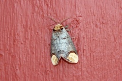 Buff-tip (Phalera bucephala)
