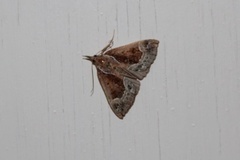 Beautiful Snout (Hypena crassalis)
