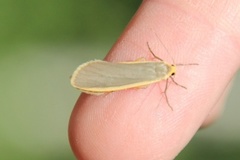 Common Footman (Eilema lurideola)