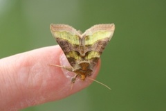Burnished Brass (Diachrysia chrysitis)