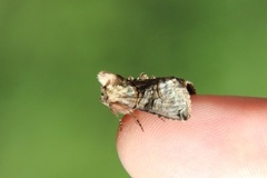 The Spectacle (Abrostola tripartita)