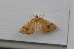 Gul bærmåler (Eulithis mellinata)