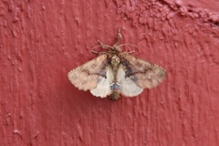 Coxcomb Prominent (Ptilodon capucina)