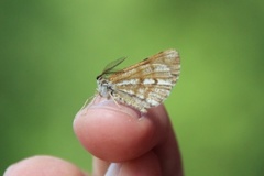 Bordered White (Bupalus piniaria)