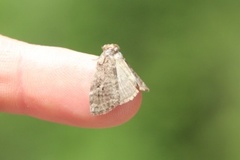 Common Lutestring (Ochropacha duplaris)