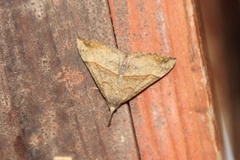 Snout (Hypena proboscidalis)
