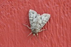 Grey Arches (Polia nebulosa)