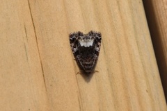 Marbled White Spot (Deltote pygarga)