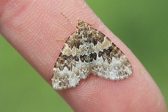 Broken-barred Carpet (Electrophaes corylata)