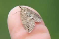 May Highflyer (Hydriomena impluviata)