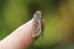 Bright-line Brown-eye (Lacanobia oleracea)