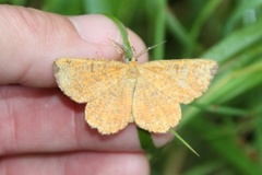 Orange Moth (Angerona prunaria)