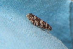 Common Spruce Bell (Epinotia tedella)