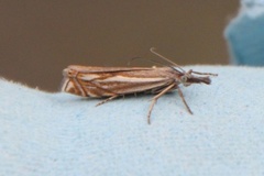 Hook-streaked Grass-Veneer (Crambus lathoniellus)