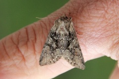 Beautiful Brocade (Lacanobia contigua)