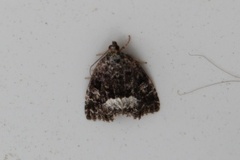 Marbled White Spot (Deltote pygarga)