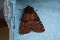 Skyggefly (Rusina ferruginea)