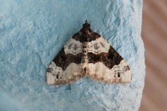 Purple Bar (Cosmorhoe ocellata)