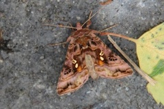 Beautiful Golden Y (Autographa pulchrina)
