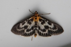 Small Magpie (Anania hortulata)