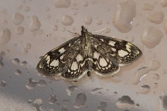 Elder Pearl (Anania coronata)