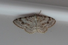 Welsh Wave (Venusia cambrica)