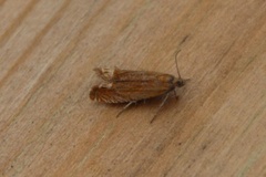 Red Piercer (Lathronympha strigana)