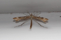 Ryllikfjærmøll (Gillmeria pallidactyla)